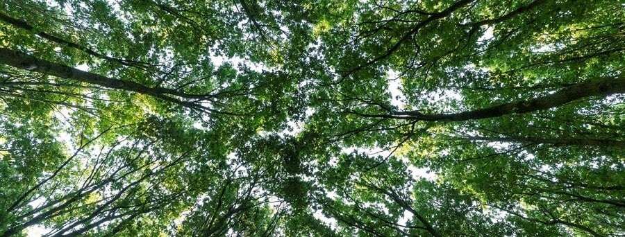 nukoel-treesforall-onze-missie